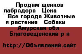 Продам щенков лабрадора › Цена ­ 20 000 - Все города Животные и растения » Собаки   . Амурская обл.,Благовещенский р-н